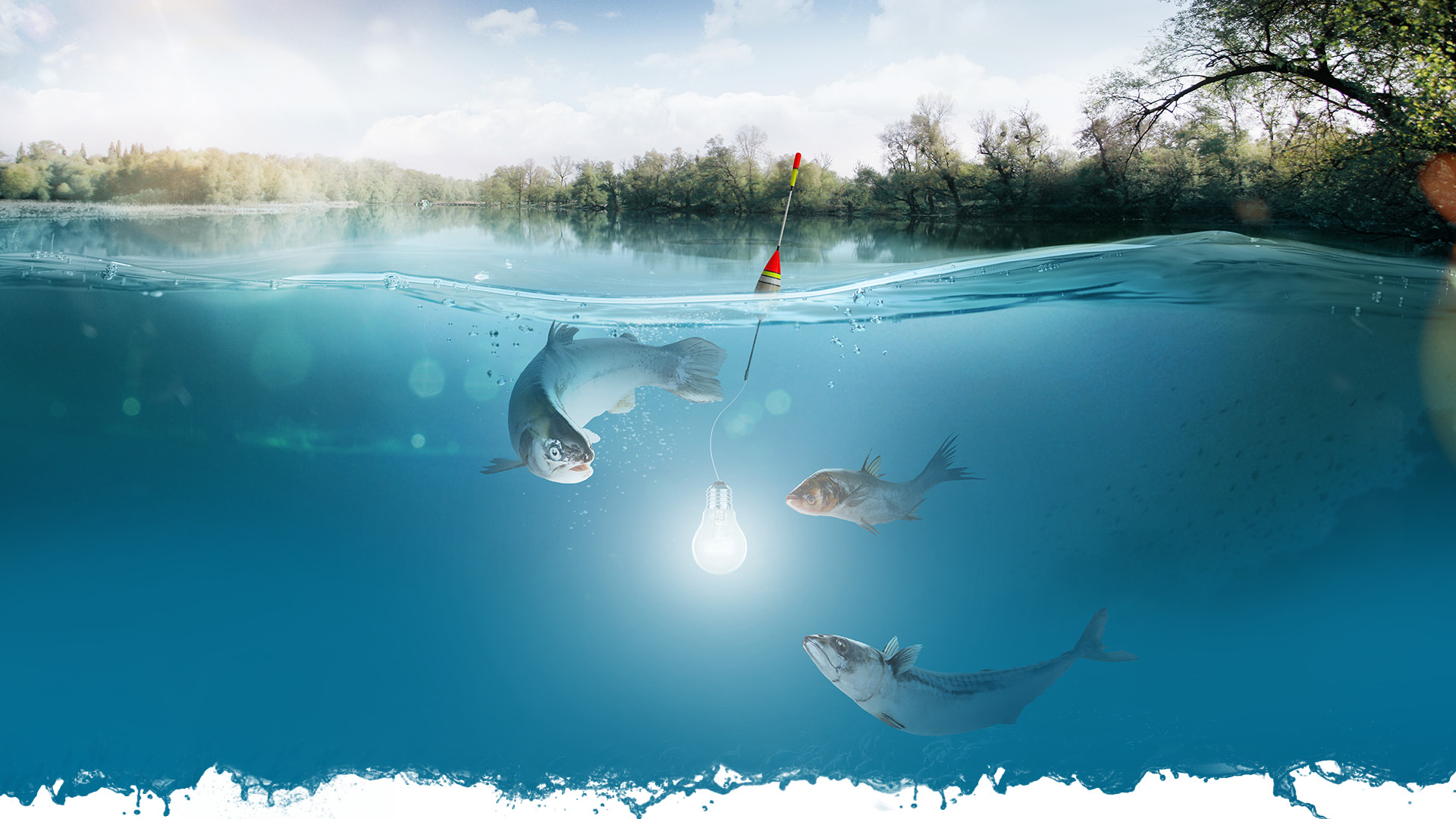 Fische schwimmen um einen Angelköder, an dem eine Glühbirne befestigt ist
